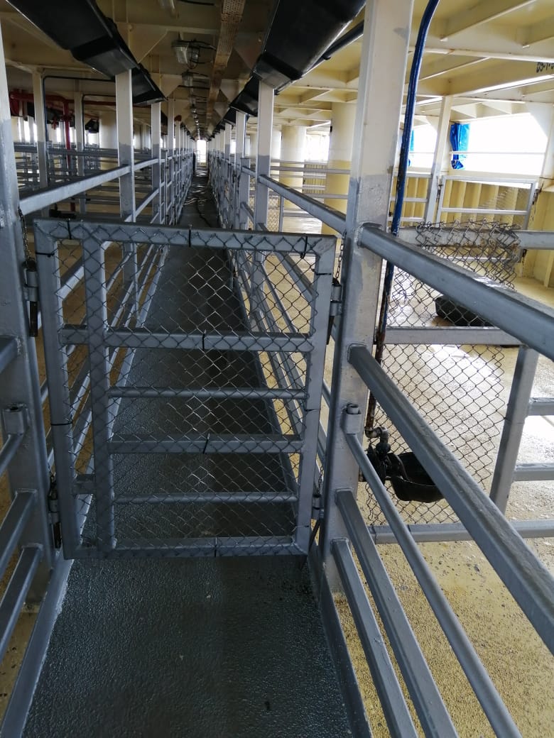 Go 1251 - Livestock Carrier - 83m